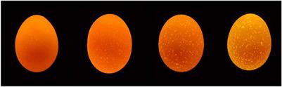 Eggshell translucency in late-phase laying hens and its effect on egg quality and physiological indicators
